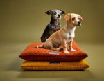 09052023JAB_CozyMats_BumbleChartreuse8566_1800x1400_dce3bf98-0134-4bfc-9e5a-fa14f97f425c